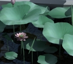 Lotus leaves, flowers