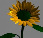 Sunflower 3D models (obj, mtl format)