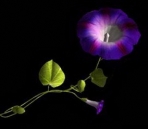 Morning Glory model (max format, with map)