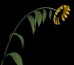 Sunflower Model 2 (mb format)