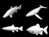 63 kinds of fish 3D model (with map)