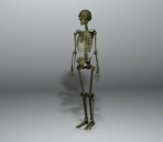 3D model of the human skeleton