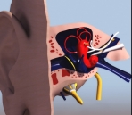 Human organs - the ear model of