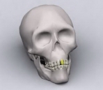 Human Skull Model
