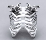 Model of human ribs