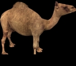 Dromedary camel and goods model of a