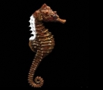 Hippocampus model (including texturing)