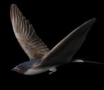Swallow Model