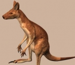 Wallaroo model (with map)