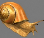 3D Model of Snail