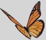 Multiple beautiful butterfly 3D Model