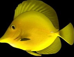 Deep-sea fish