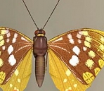 Beautiful model beautiful butterfly